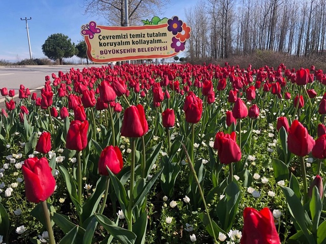 Samsun’da kadınlar 675 bin çiçek dikti