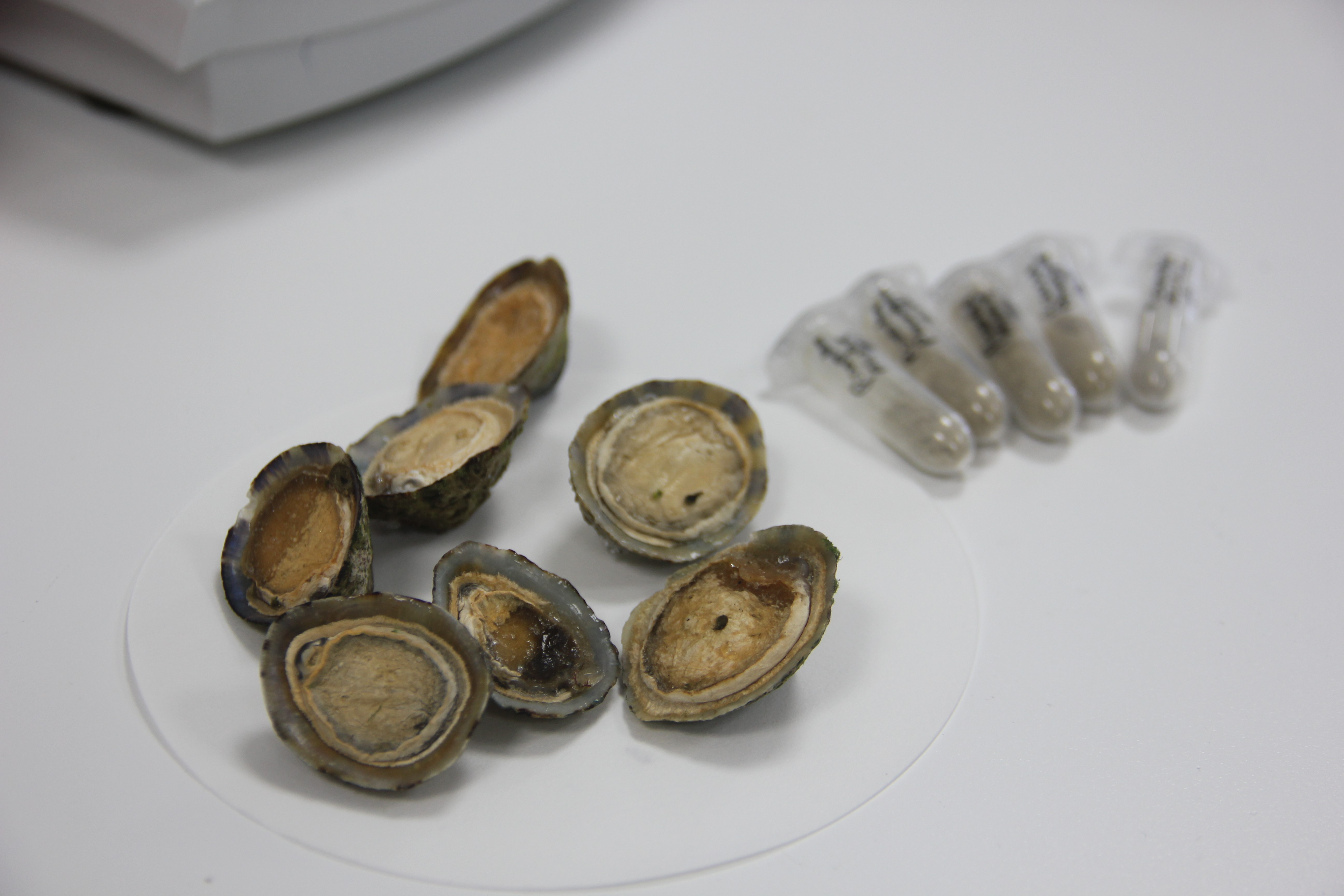 OMÜ'de salyangozdan kanser ilacı adayları ürettiler