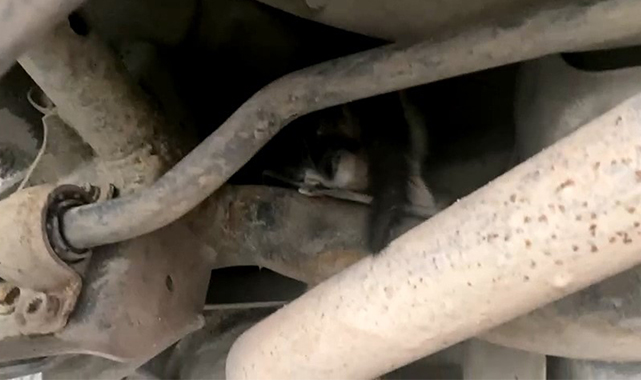 Otomobilde sıkışan yavru kedi kurtarıldı