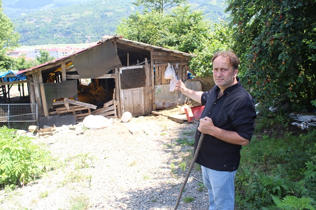 Ayvacık'ta besiciler isyanda! 350 koyun telef oldu