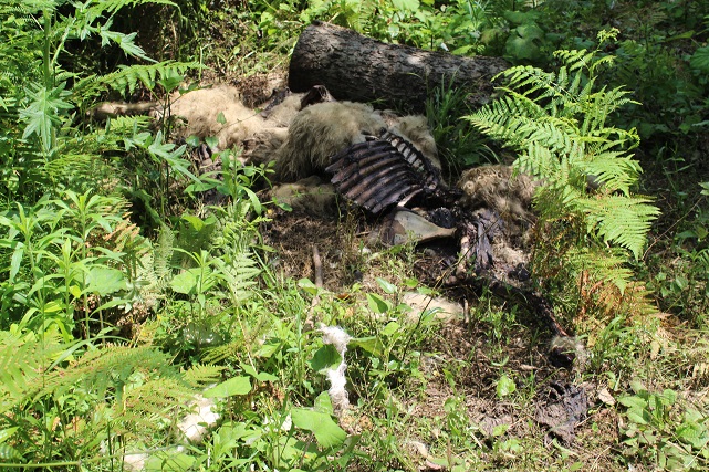 Ayvacık'ta besiciler isyanda! 350 koyun telef oldu