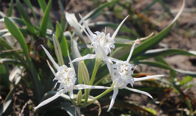 Kum zambaklarına en büyük zararı insanlar veriyor