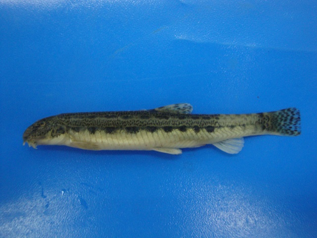 Taş ısıran balık Samsun'da tespit edildi