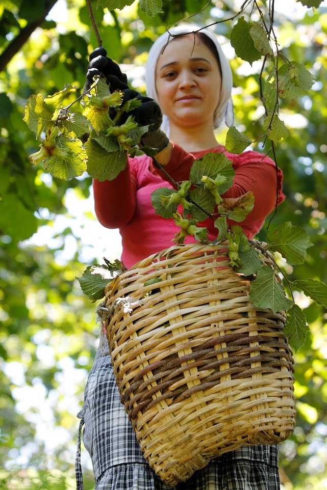 Fındıkta beklenti büyük! '110 TL altı kurtarmaz'