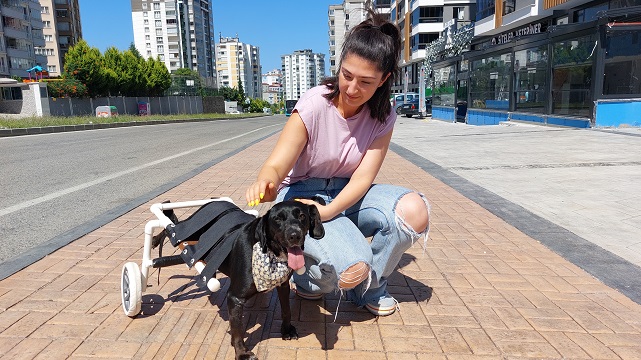 Mucizenin adı Zeytin! O artık yürüyebiliyor