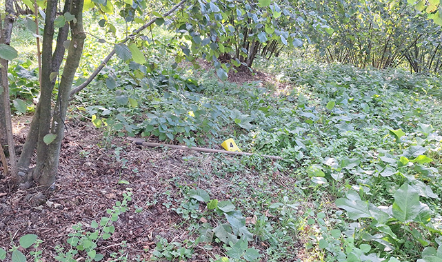 Fındık tarlasında silahlı kavga: 5 yaralı