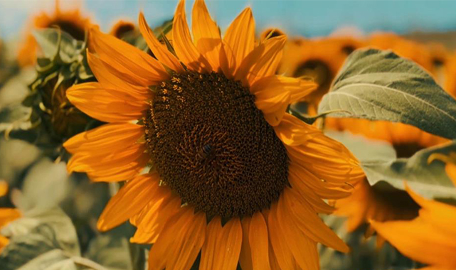 Ayçiçeğinde sevindiren gelişme: 'Çayır tırtılı' yok