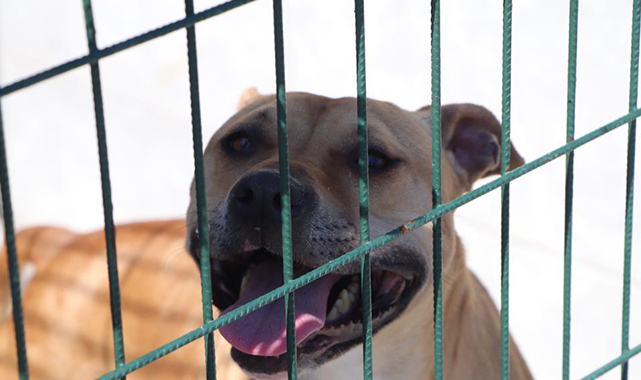 'Proteo'nun yasaklı misafirleri