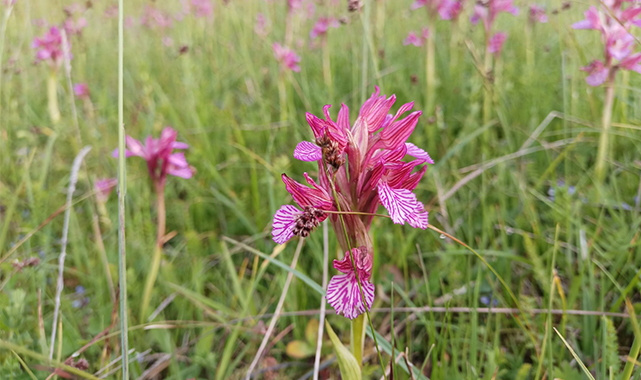 Samsun’dan salep atağı! Üretim havzası olacak