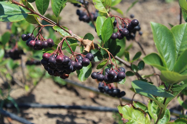 Çarşamba Ovası'nda aronya atağı!