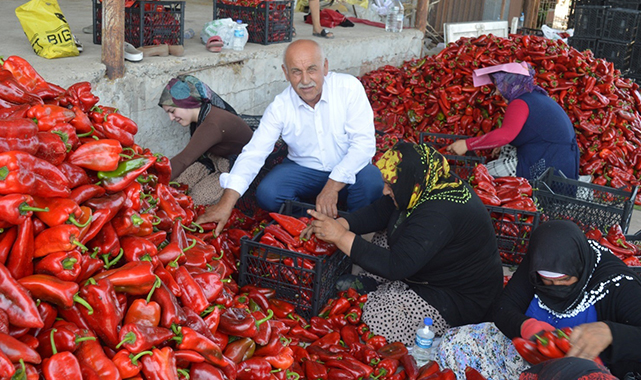 Kapya biberde hasat zamanı! Kilosu 25 TL