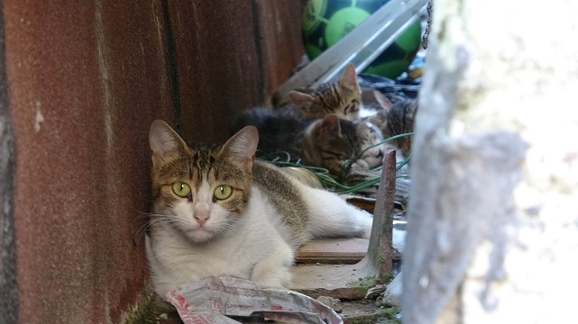 Samsun'da 3 gündür boruda mahsur kalan yavru kedi kurtarıldı