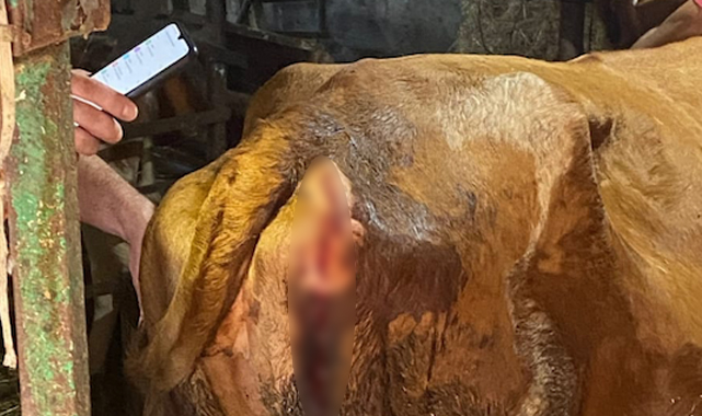 Bunun adı canilik! 4 hayvana baltalı saldırı