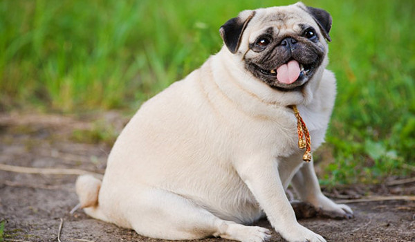 Dikkat! Patili dostlarınız obez olabilir