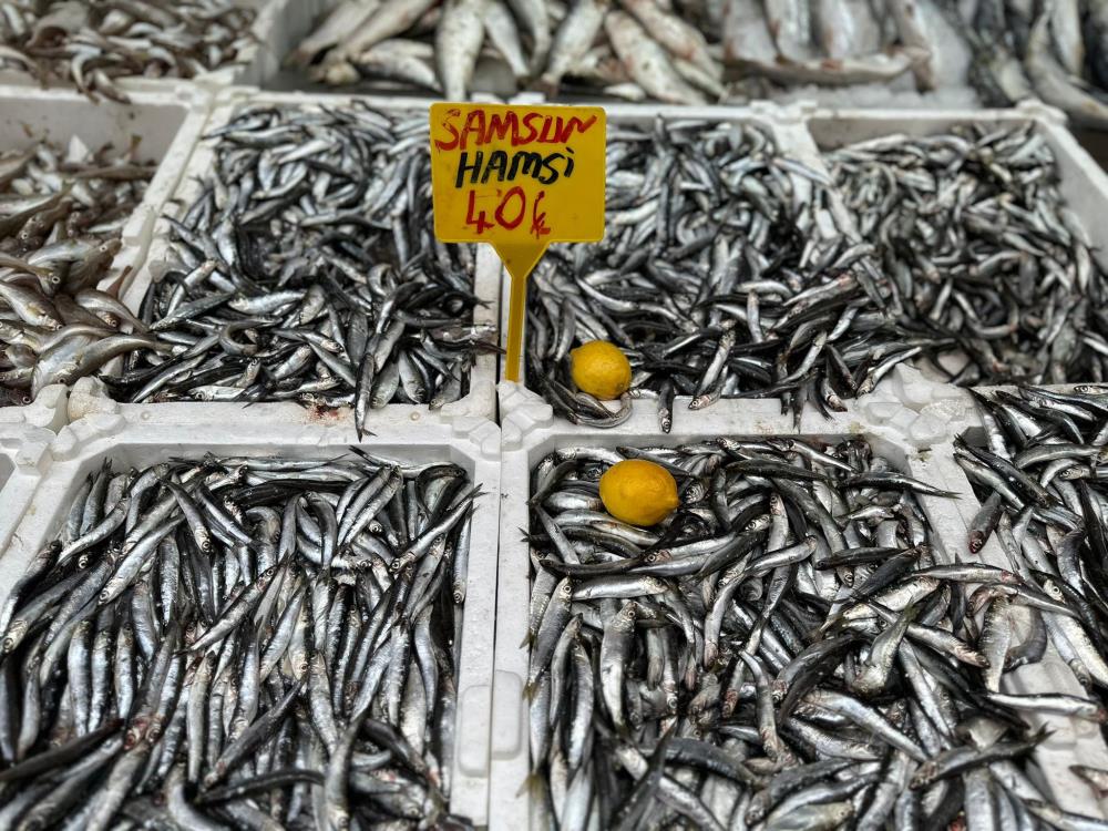 Samsun'da hamsi bolluğu!