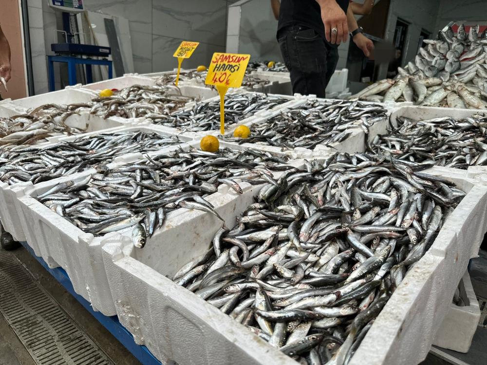 Samsun'da hamsi bolluğu!