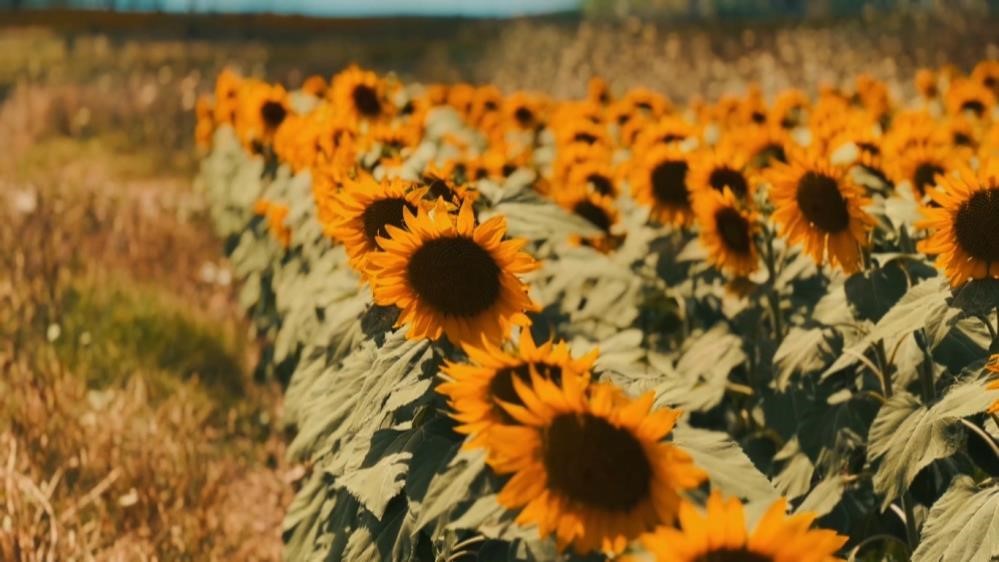 KARADENİZBİRLİK açıkladı: Ayçiçeğinin ön alım fiyatı 12,70 TL