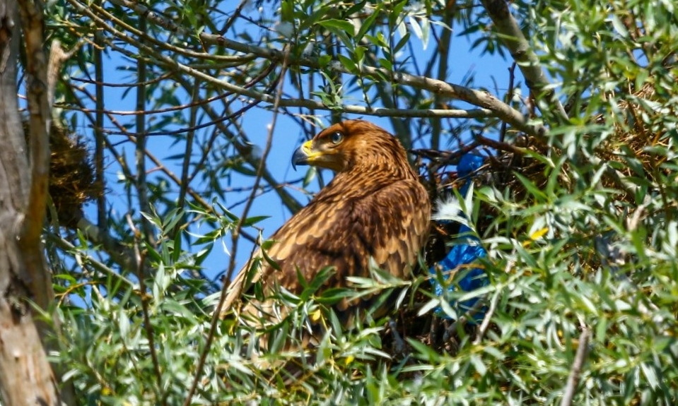 Şah kartalı Çorum'da hayat buldu!