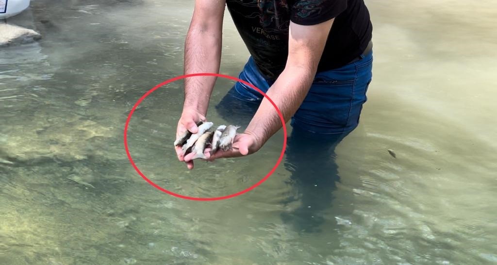 Samsun'da suya çimento karıştı binlerce balık öldü!