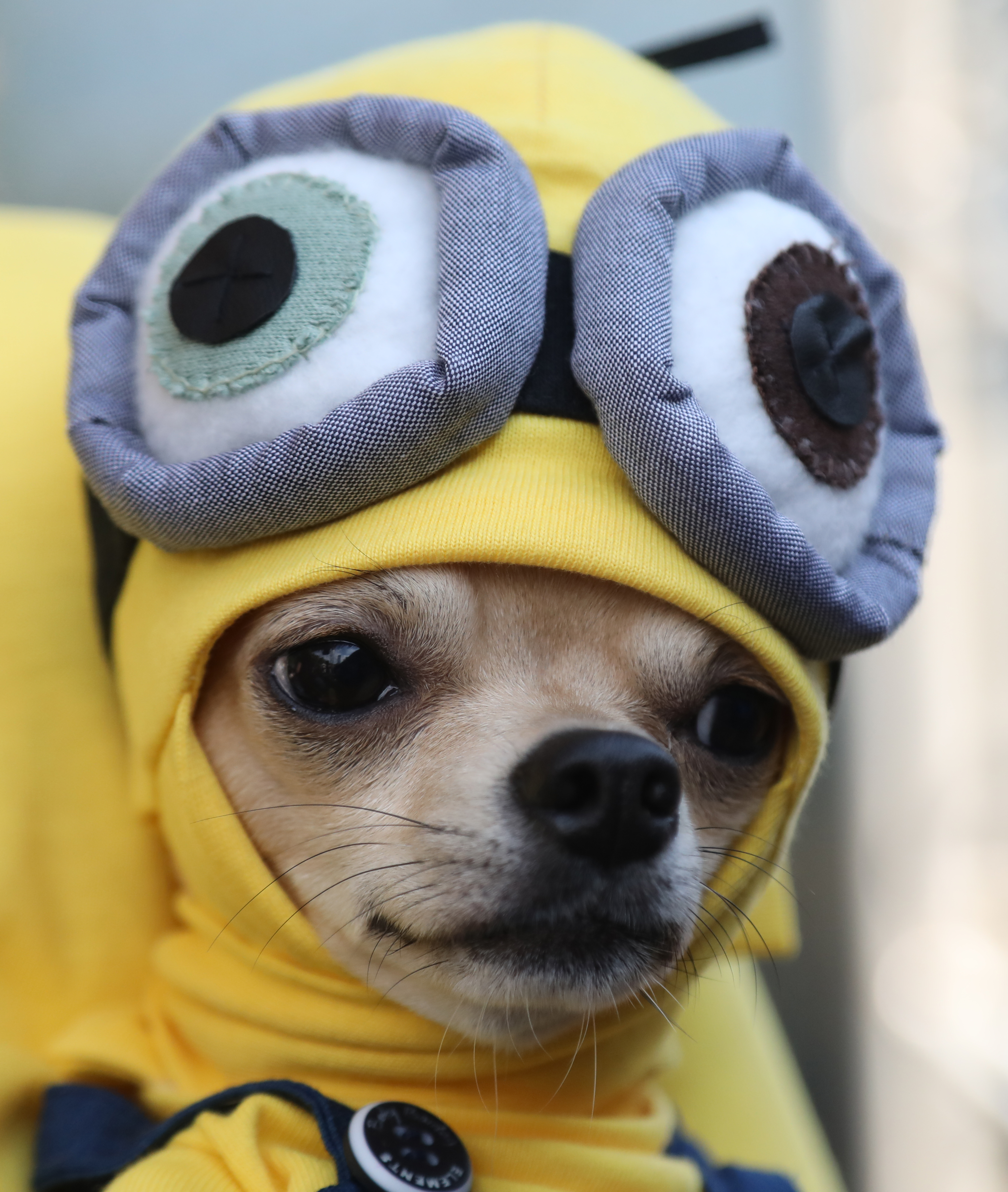 Samsun'da patili dostlar defileye çıktı