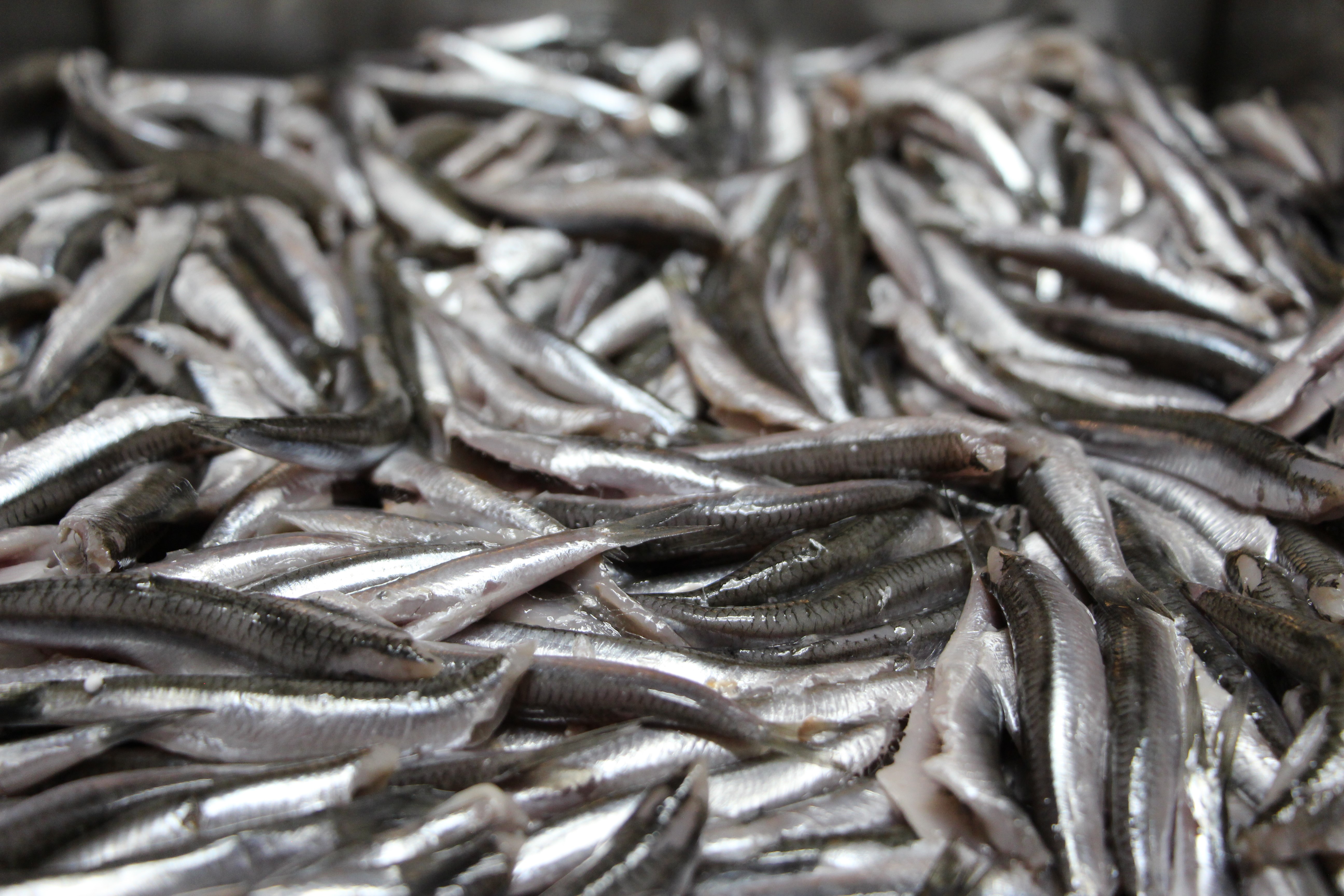 Ünlü isimlerin tercih ettiği işletmeden balık pişirme tüyoları!