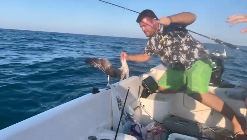 Samsun'daki balıkçının oltasına martı takıldı!