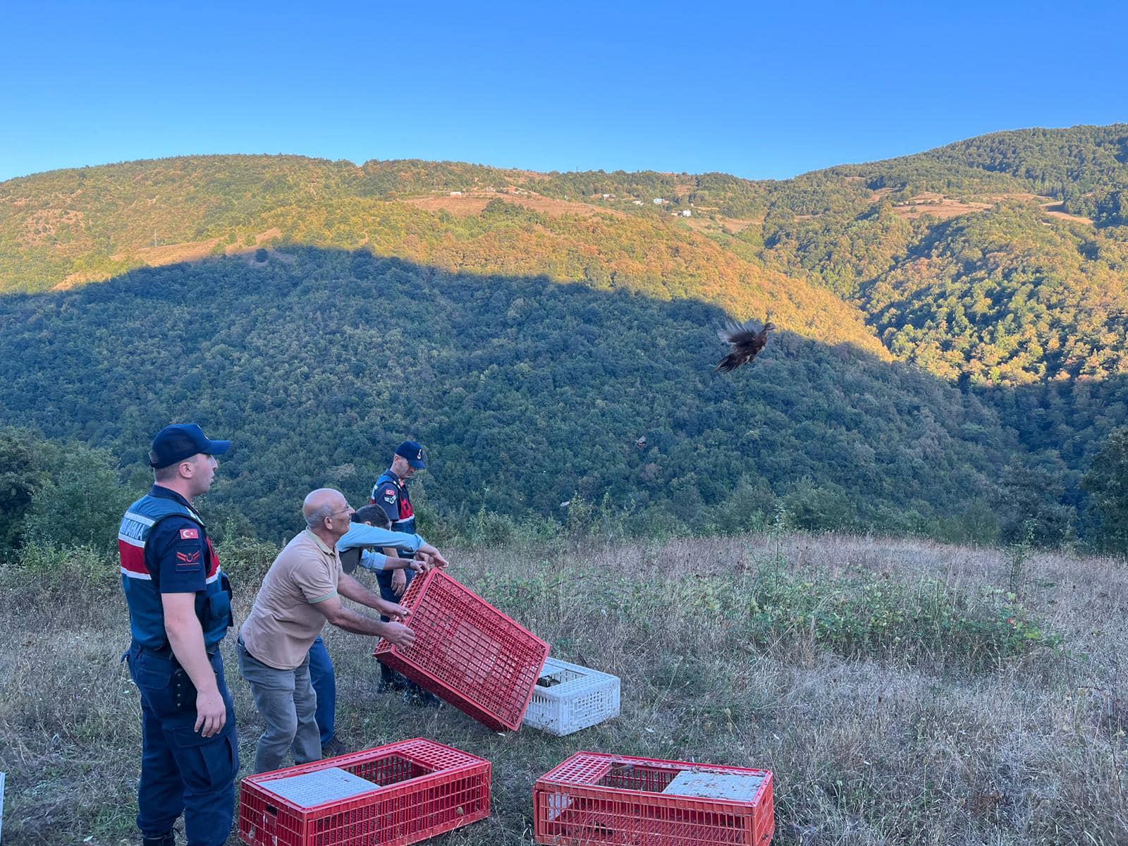 Samsun’da sülün kuşları doğaya salındı