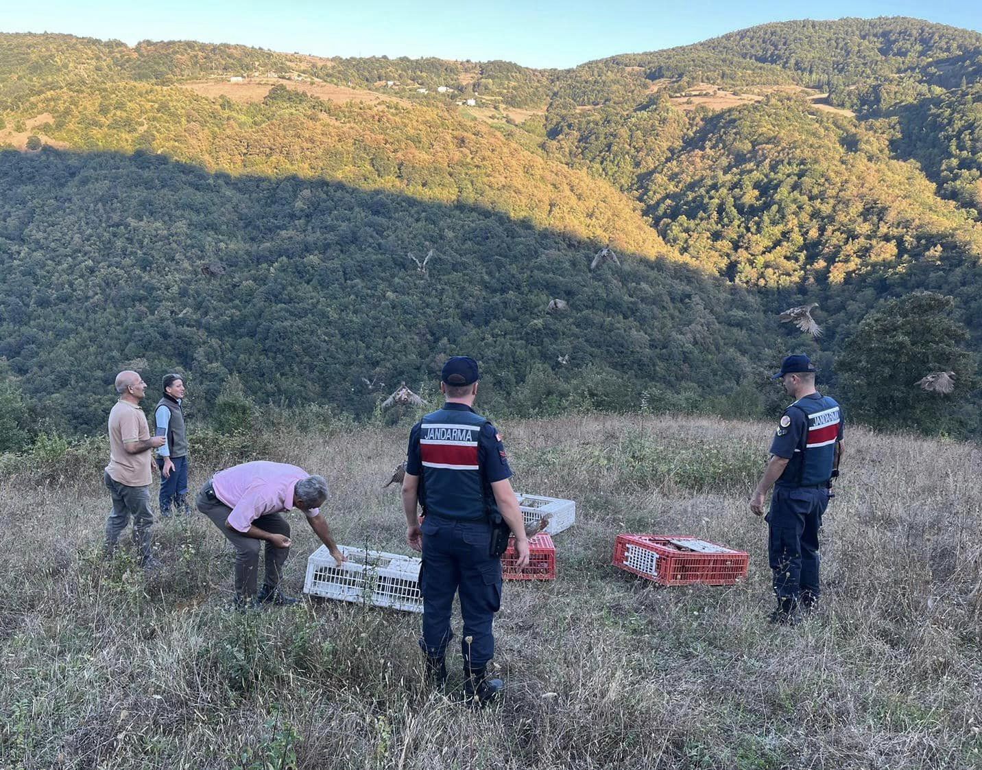 Samsun’da sülün kuşları doğaya salındı