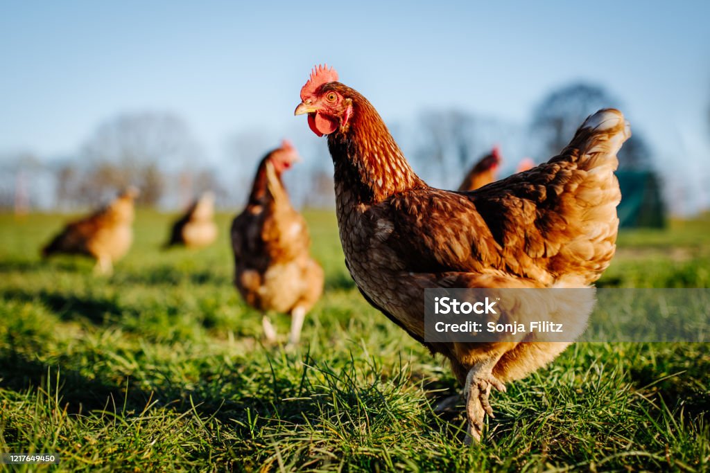 Yapay zeka gıdaklıyor! Tavukların tercümanı oldu