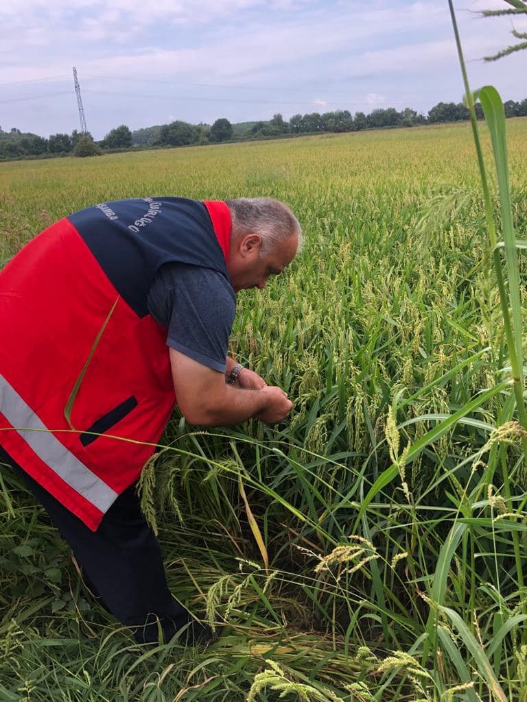 Samsun'da kokarca böceği tehlike saçıyor!