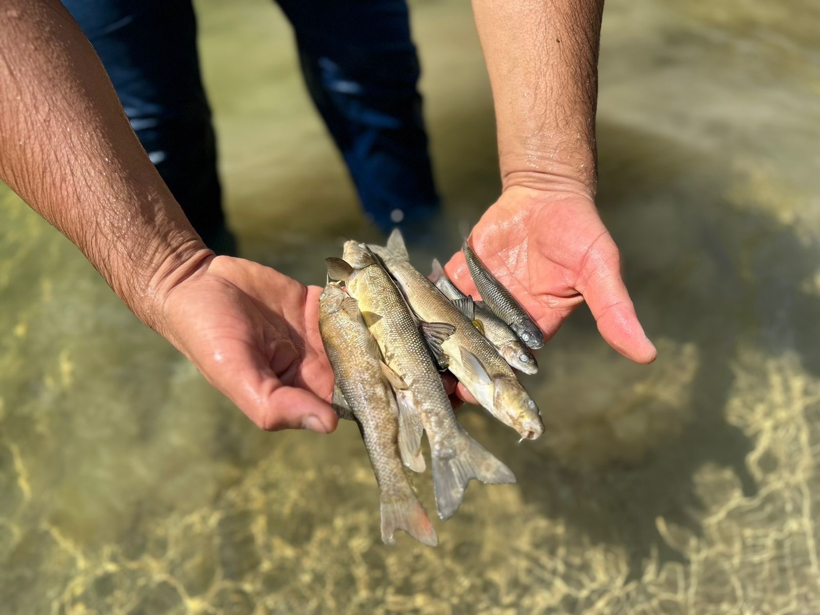 Samsun'da beton suya karıştı balıklar telef oldu!