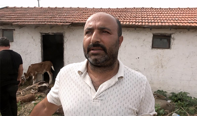 Bafra'da şok! 11 buzağı neden telef oldu?