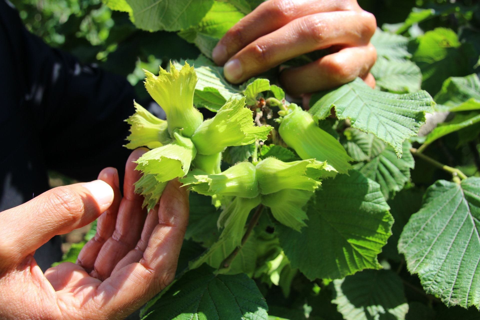 Çarşamba Ticaret Borsası Başkanı Yılmaz fındıkçıları uyardı!