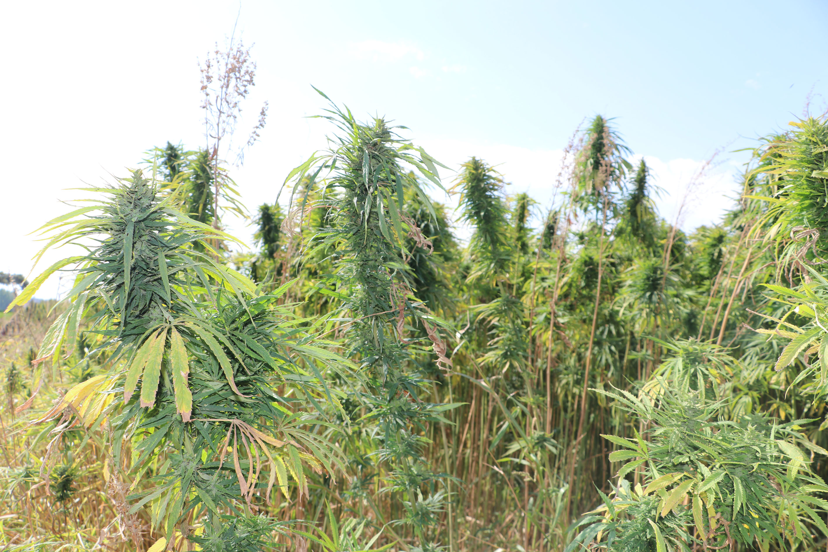 Samsun'da kenevir işleyecek fabrikada hazırlıklar son sürat!