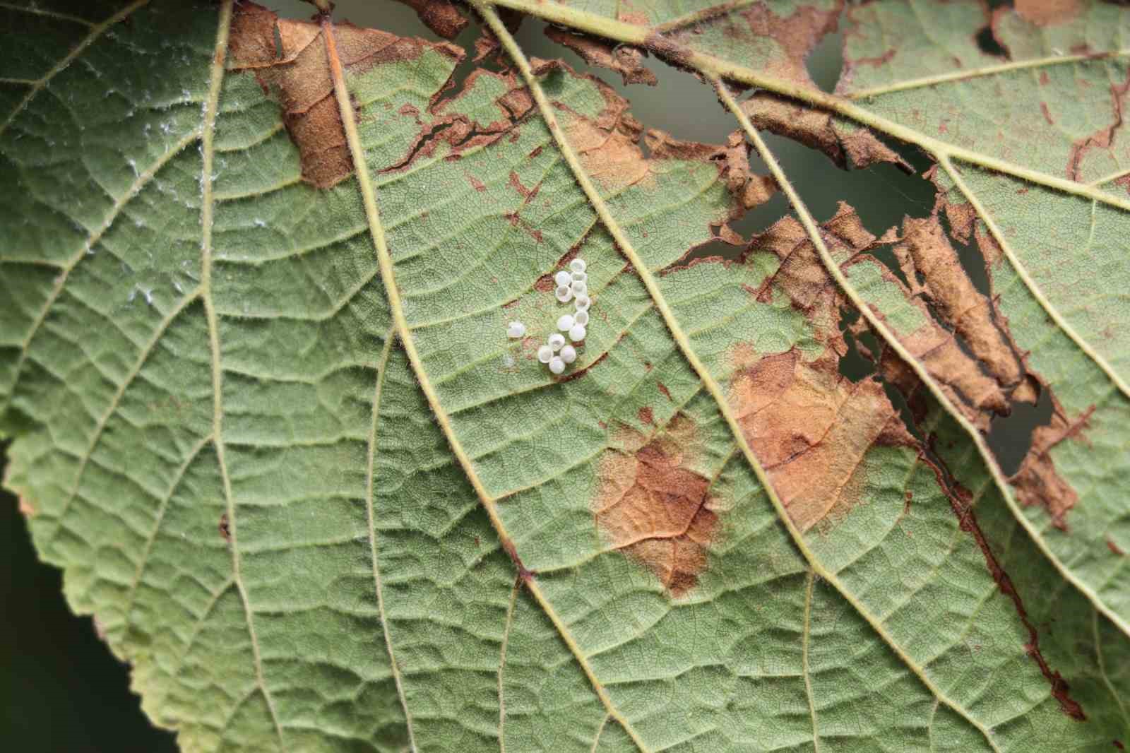 Samsun'da bir tanesi yüzlerce böceği yok ediyor! 'Milli seferberlik' duyuruldu