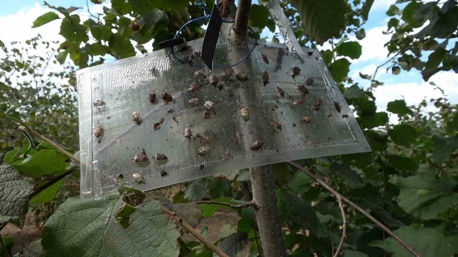 Samsun'da bir tanesi yüzlerce böceği yok ediyor! 'Milli seferberlik' duyuruldu