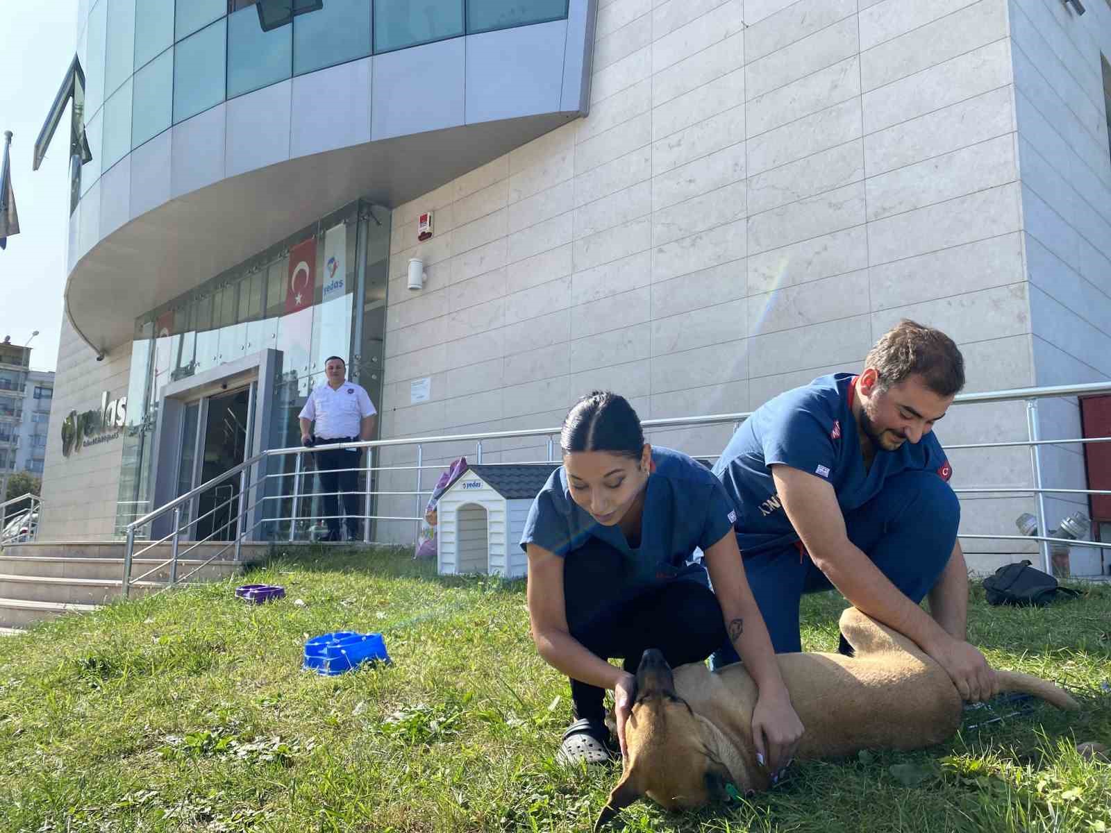 Samsun'da YEDAŞ patili dostlara ev sahipliği yapıyor