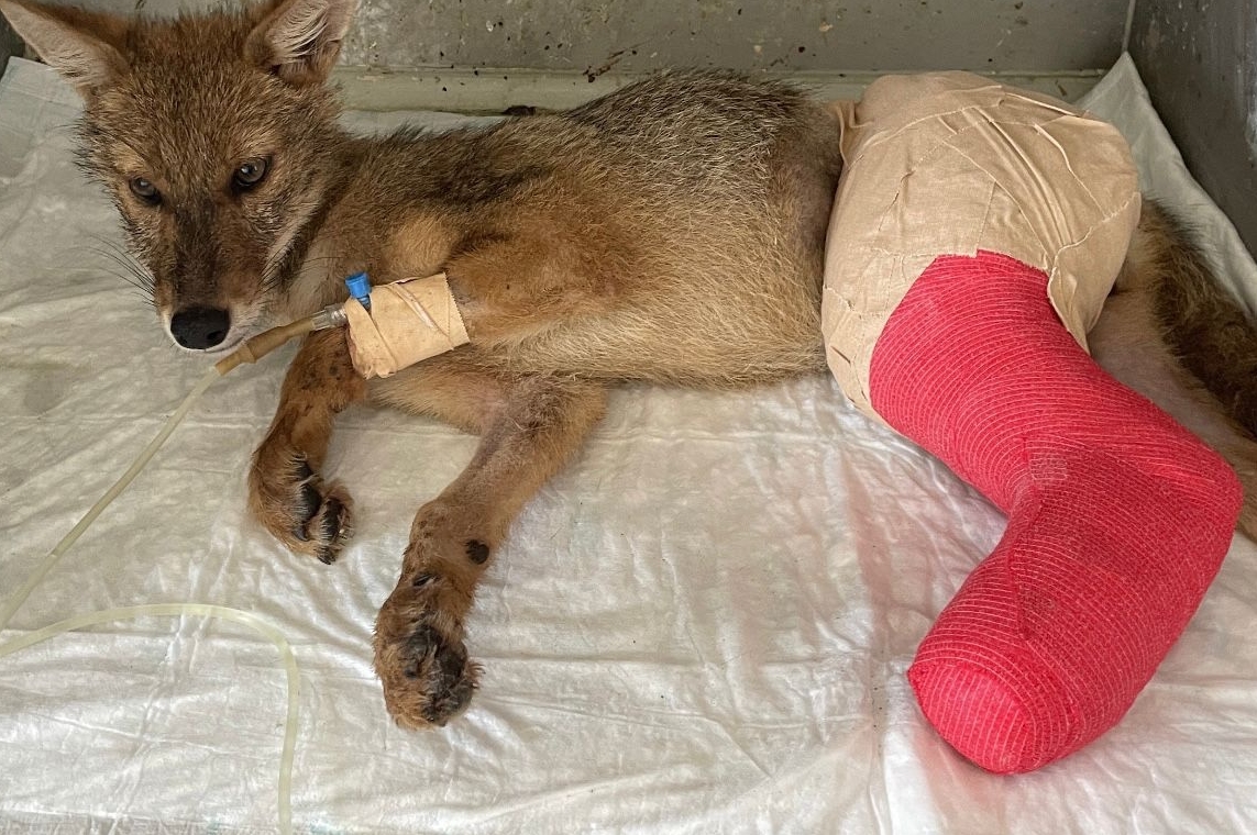 Samsun'da araç çarpması sonucu yaralanan çakal hayata tutundu