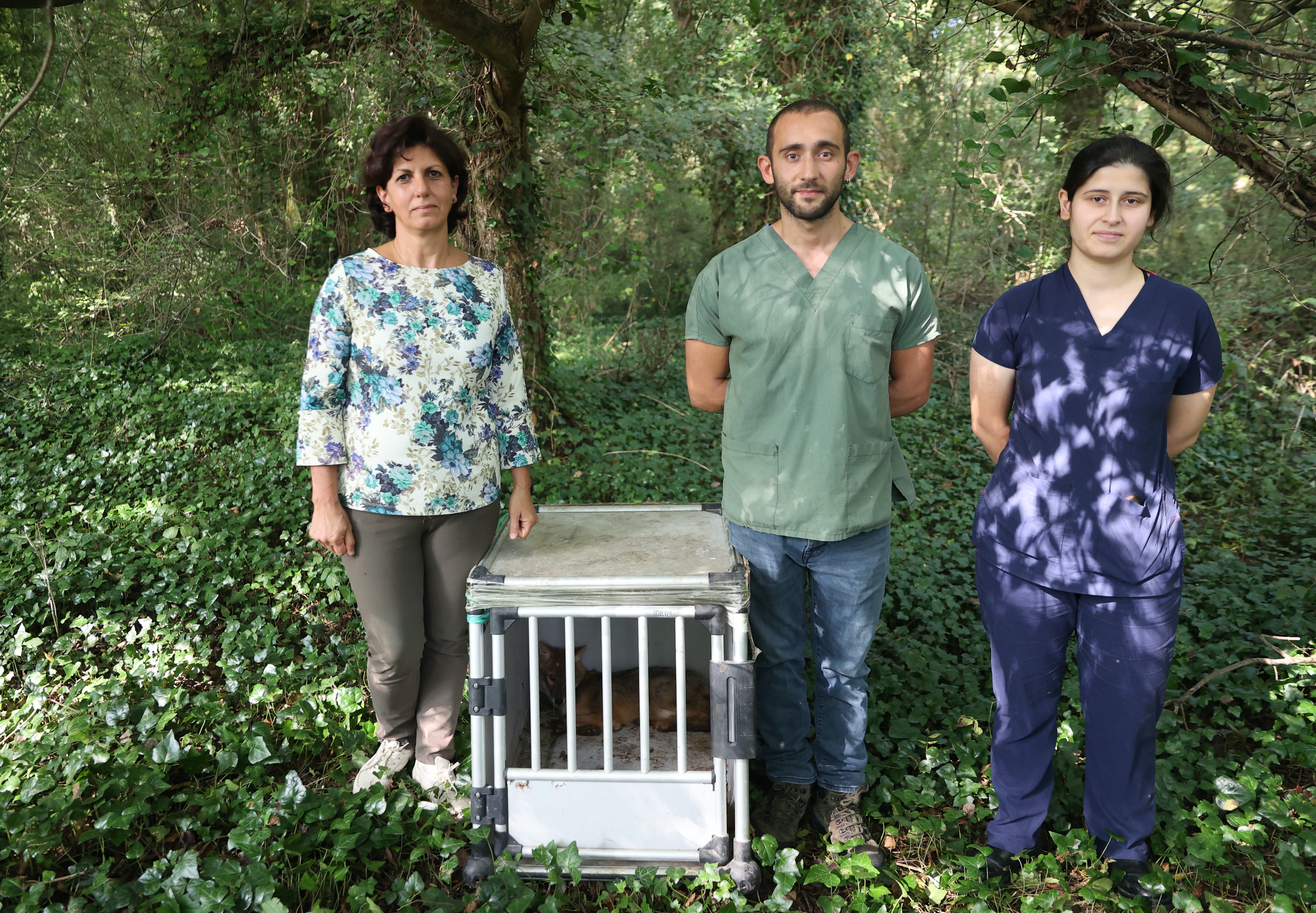 Samsun'da araç çarpması sonucu yaralanan çakal hayata tutundu