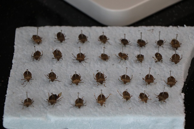 Kahverengi kokarca böceği görüldüğü yerde imha edilmeli