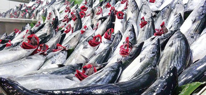 Beklenen palamut tezgahlarda yerini aldı