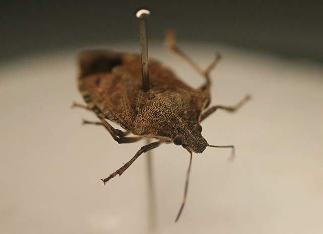 Bu böceği gördüğünüz yerde öldürün