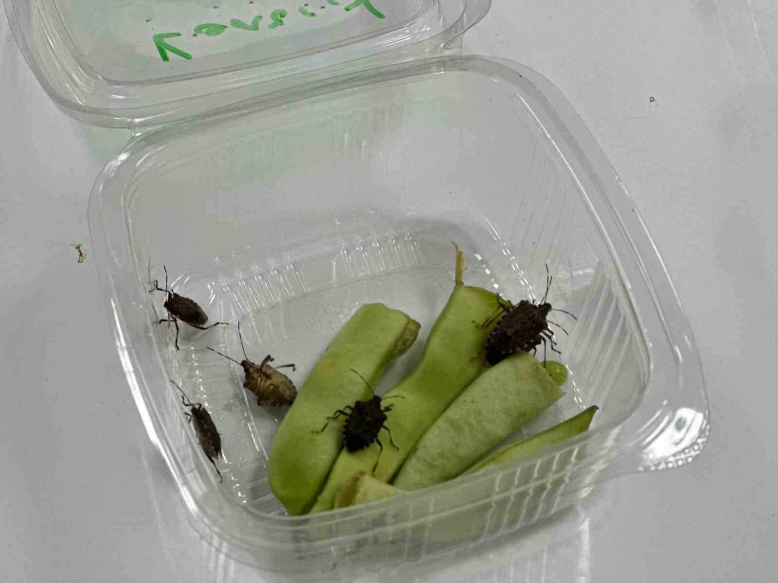 Samsun'da  kahverengi kokarcanın hakkından samuray arısı geliyor