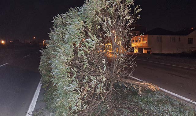 Samsun'da otomobil ağaca çarptı! Biri bebek 3 yaralı