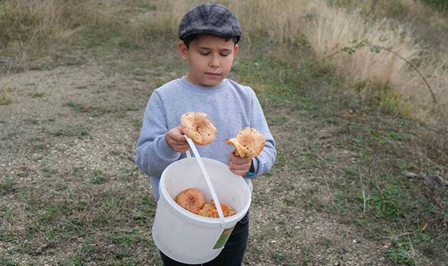 Samsun'da 'Kanlıca mantar' sezonu açıldı