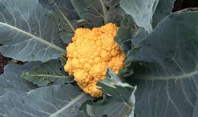 Samsun'un Bafra Ovası'nda renkli karnabahar hasadı