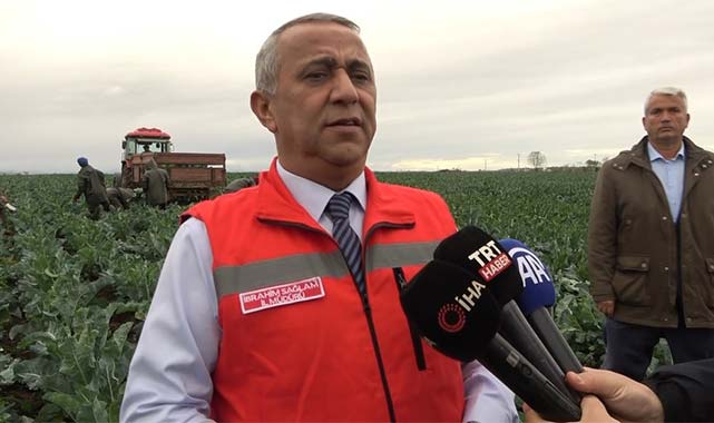 Samsun'un Bafra Ovası'nda renkli karnabahar hasadı