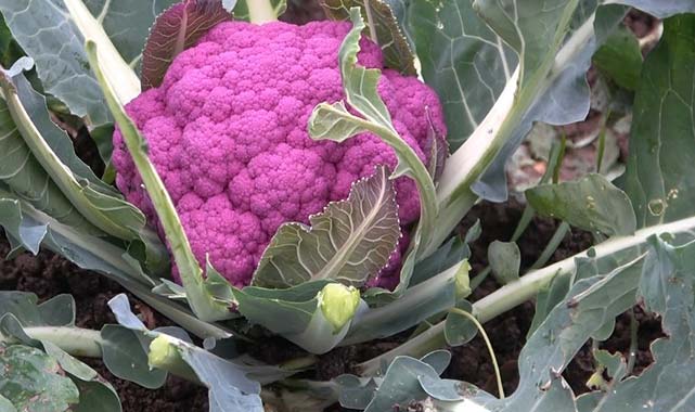 Samsun'un Bafra Ovası'nda renkli karnabahar hasadı