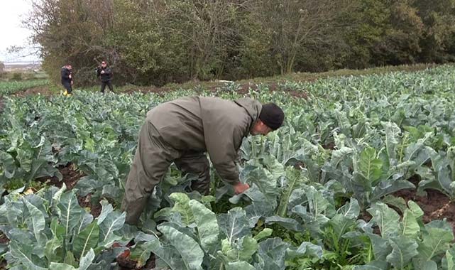 Samsun'un Bafra Ovası'nda renkli karnabahar hasadı