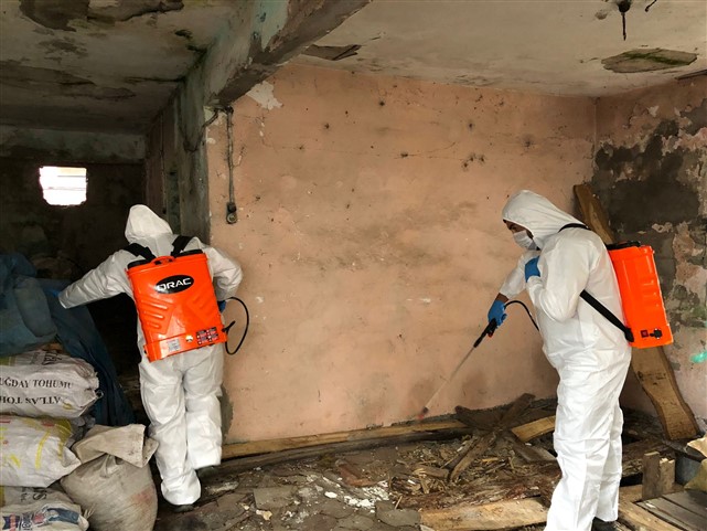 Samsun'da kahverengi kokarcayla mücadele sürüyor